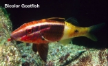 bicolor-goatfish