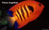 flame-angelfish