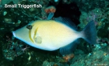 small-triggerfish