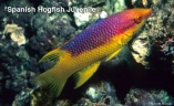 spanish-hogfish-juvenile_0
