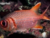 soldierfish2
