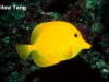yellow-tang