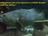 fl-aq-goliath-grouper