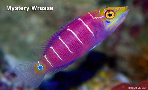 mystery wrasse care
