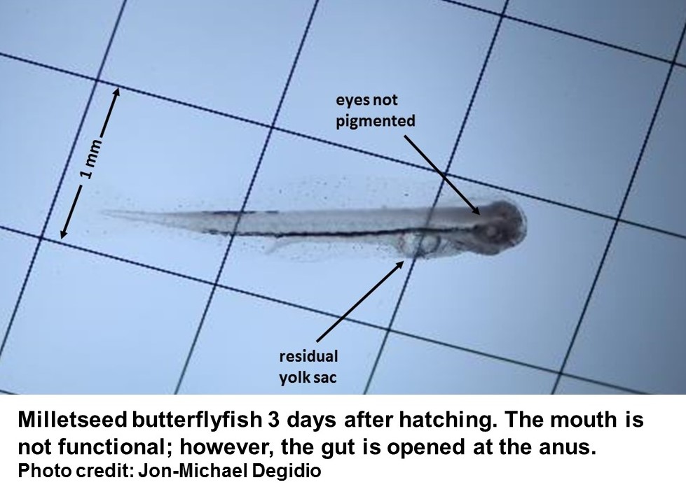 Milletseed larva