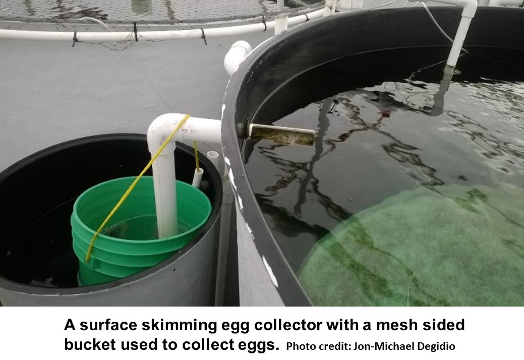 egg collection system